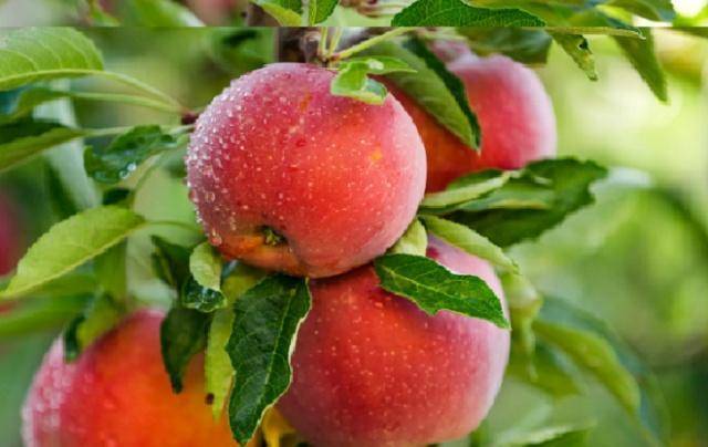 健康易通行苹果版
:早起空腹吃苹果，坚持几天，身体会有3个明显变化，很多人不知道