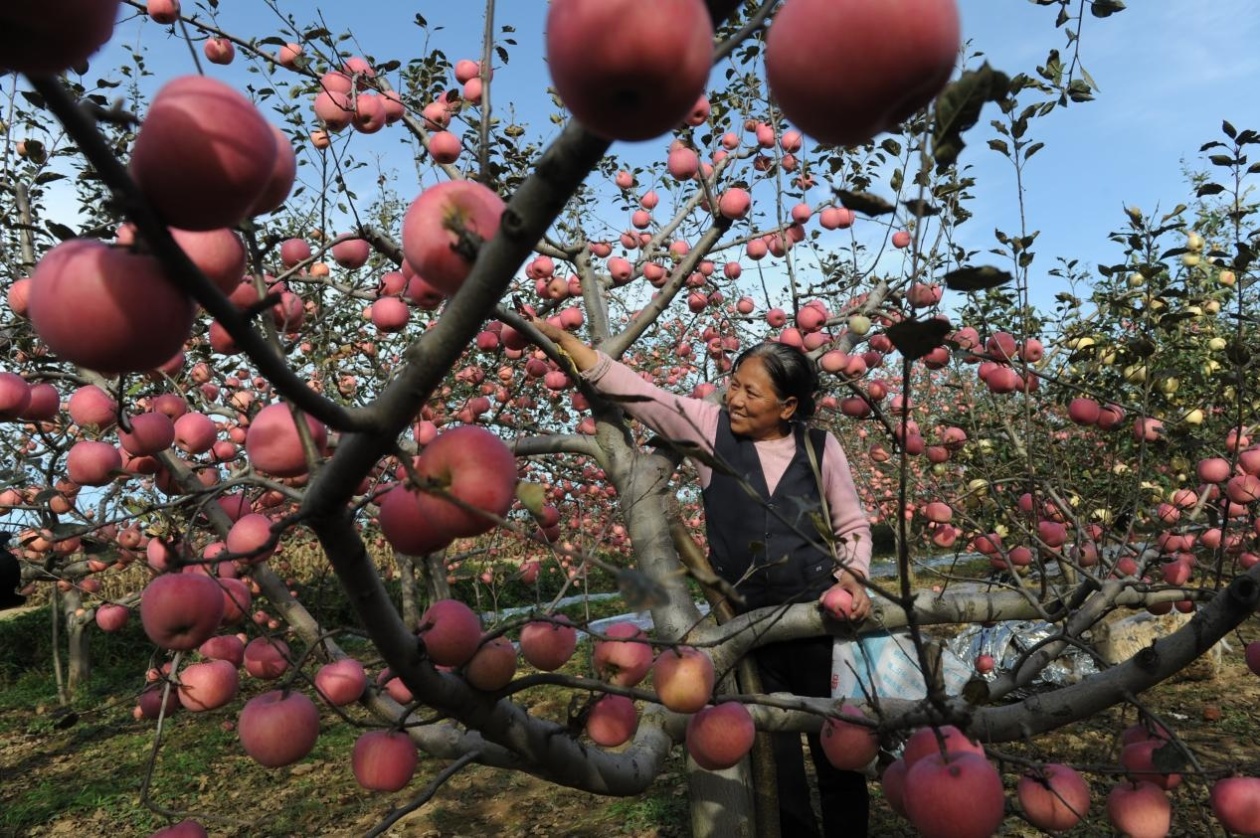 央视新闻陕西苹果洛川苹果价格一览表