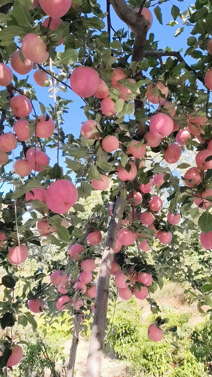 视频手机版苹果iphone私人网-第1张图片-太平洋在线下载