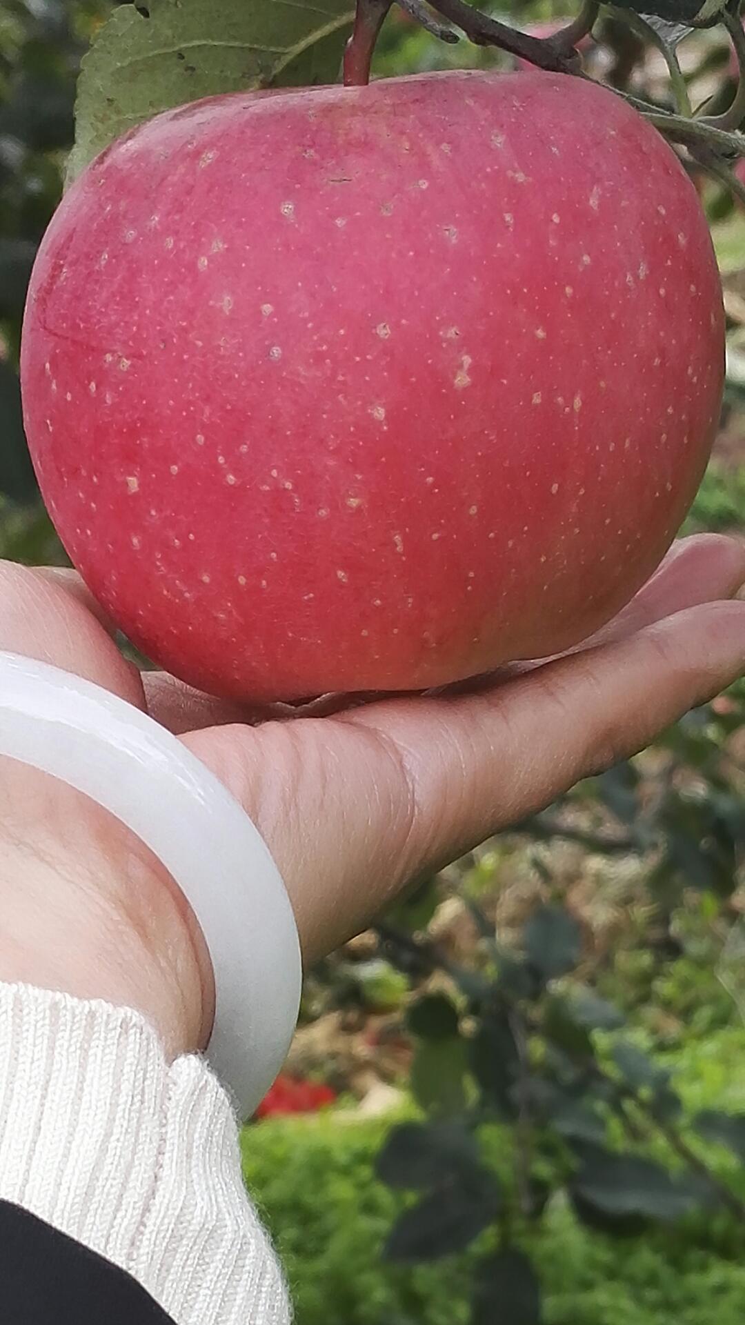 烟台警察版小苹果(警察小苹果表演视频)