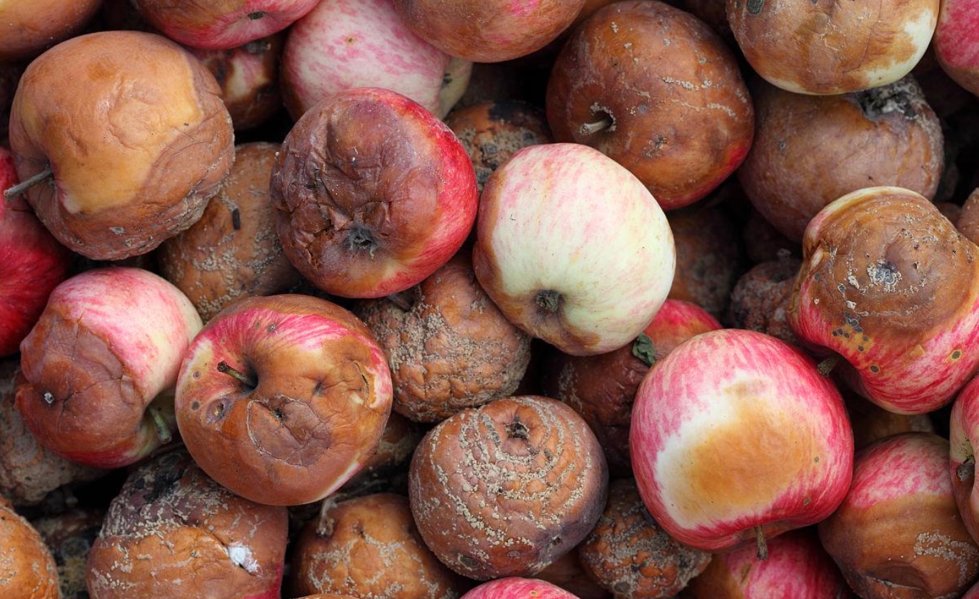 英语版烂苹果(烂苹果乐园英文怎么写)-第6张图片-有道翻译官网 英语版烂苹果(烂苹果乐园英文怎么写)-第6张图片-有道翻译官网